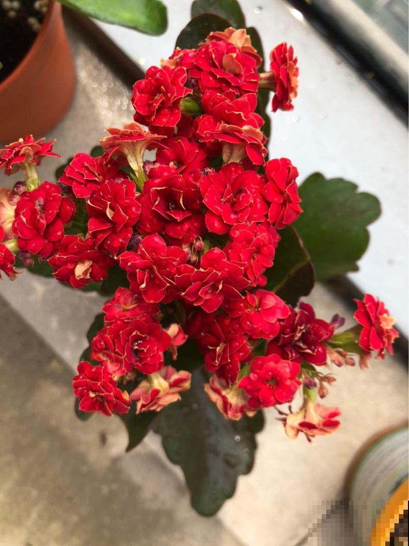 找个塑料袋，往植株上一套，长寿开花快