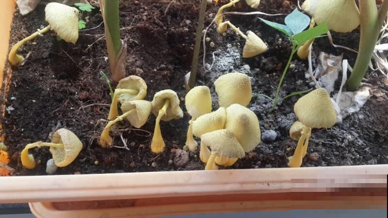 花盆里原来还能长蘑菇，小巧娇嫩萌化了，原来是它搞的鬼！
