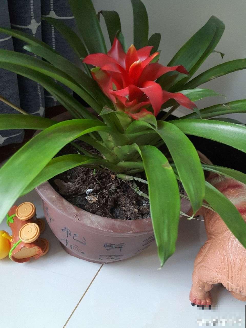 这花一开就是半年，阳光晒一晒，颜色鲜艳像打了蜡！