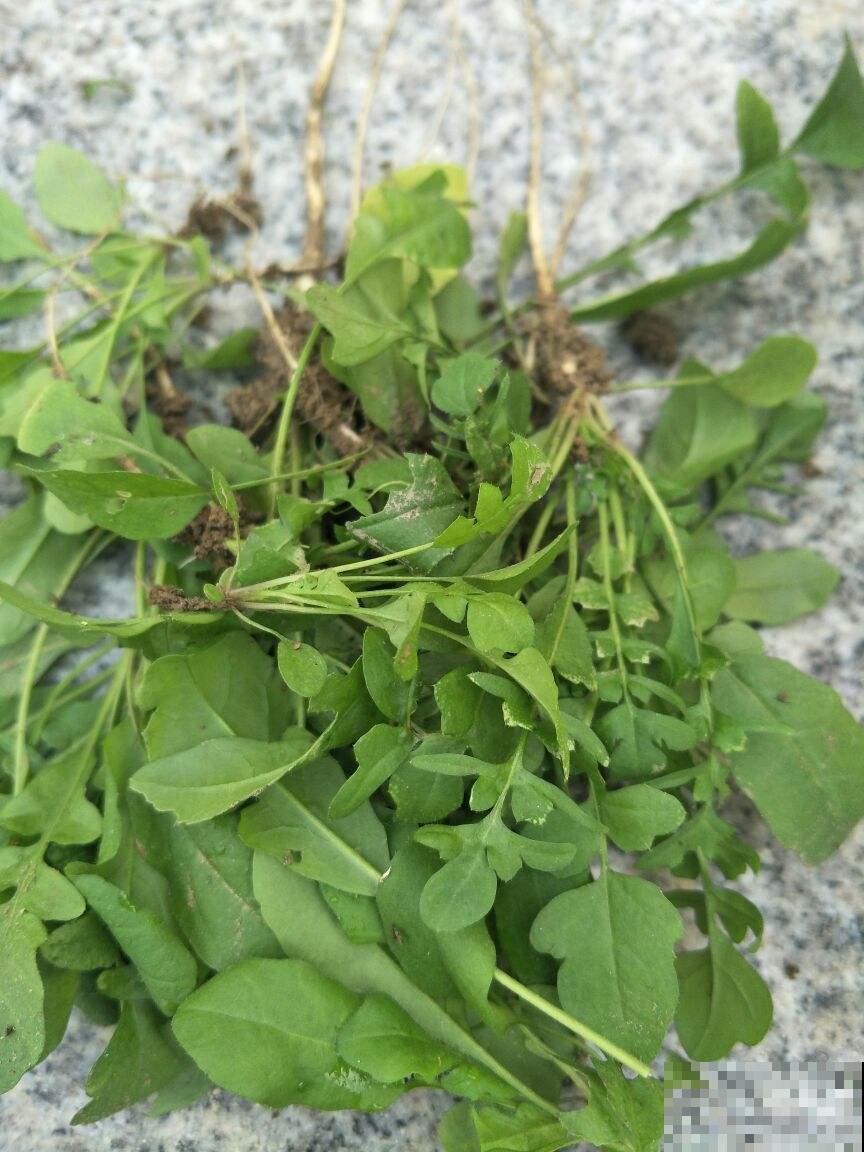 农村常见的5种野生蔬菜，城里人贼喜欢，健康美味有营养