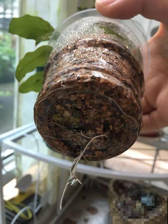 最后一波扦插，蓝雪花剪根枝，明天春天就能开！