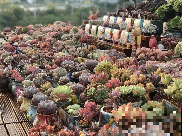 爱上多肉8年，她付出了所有，数量多到可以摆满整个天台！