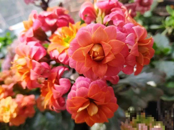 80个长寿花品种，全都美极了，只养1盆真的不够！