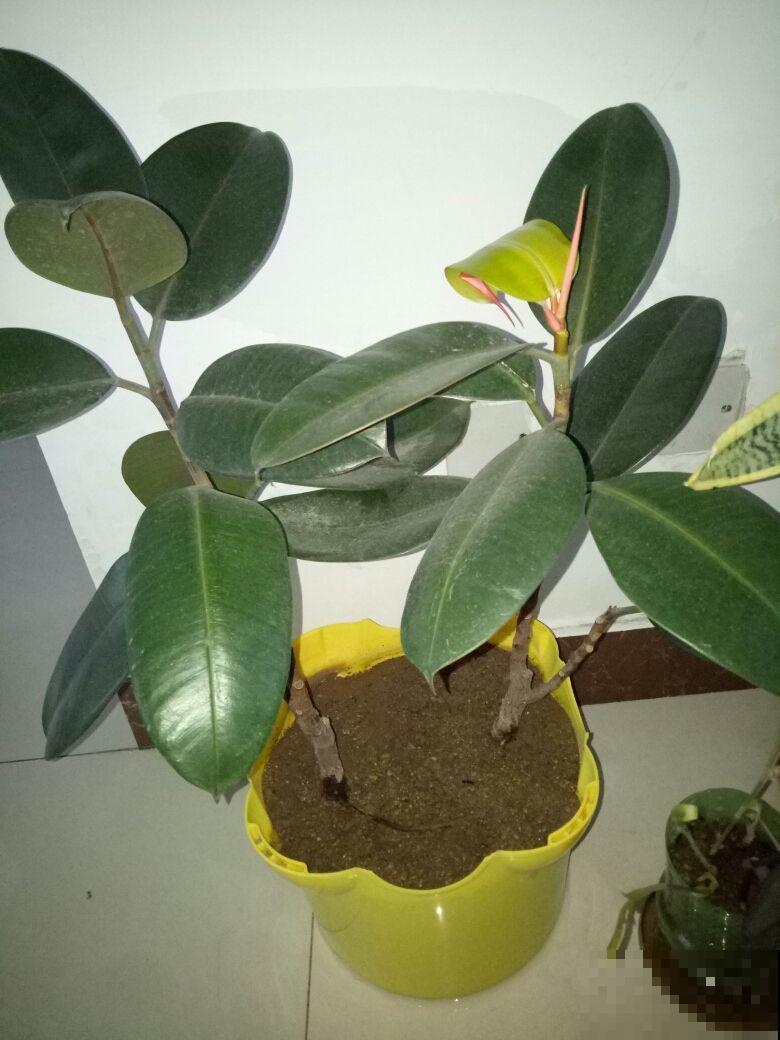 这花叶子变黄，从这3方面考虑，常年碧绿惹人爱！