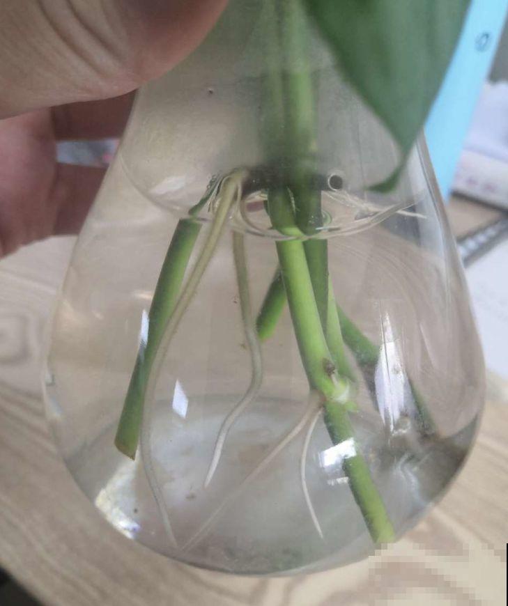 秋冬最好养的花，剪1根枝能插10盆，别再花钱买了！
