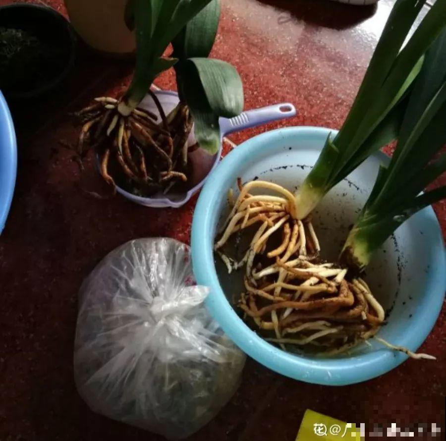 君子兰一分株，长得越发旺盛，再养两年成大户了！