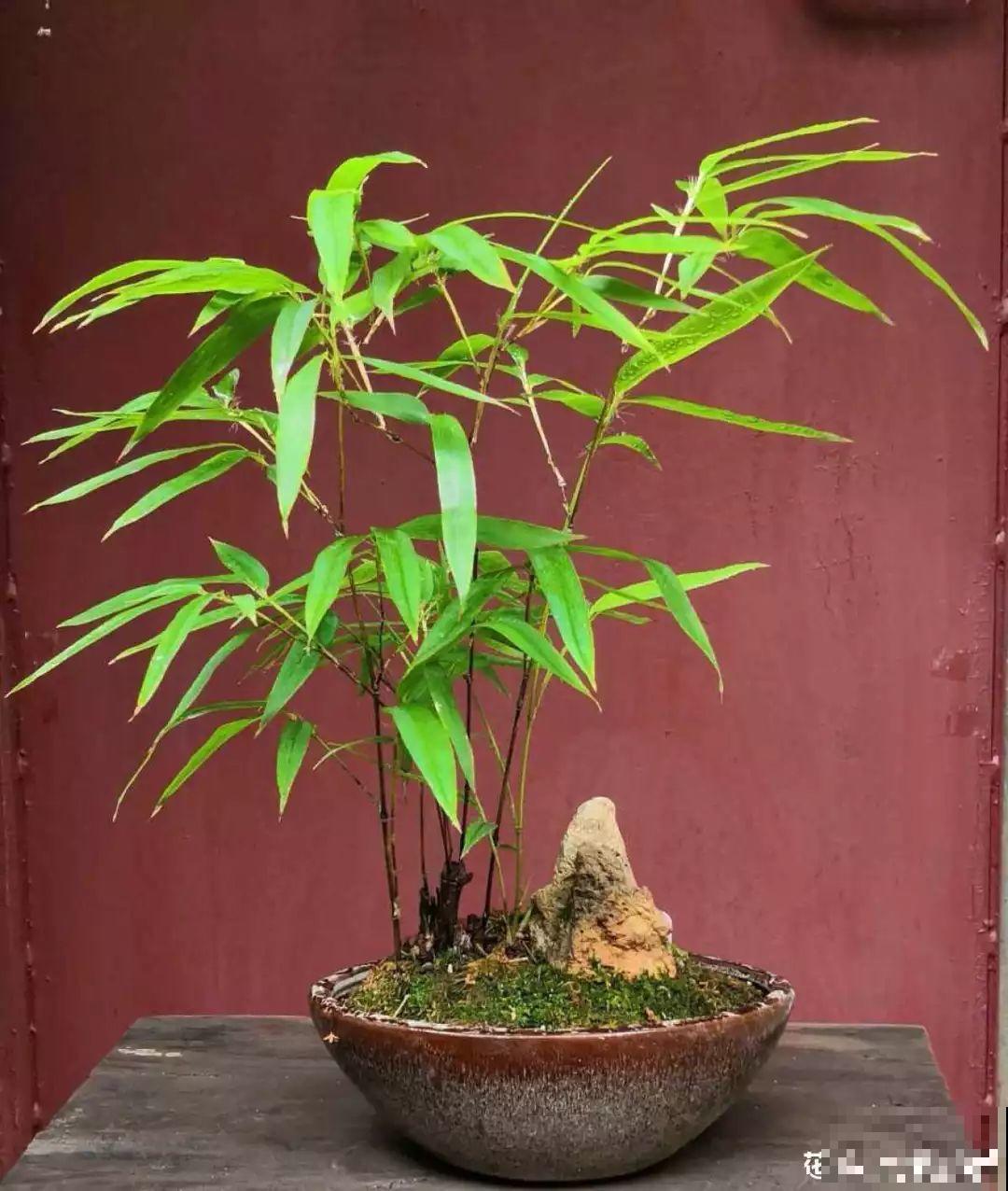 扔路边没人要的花，捡回去养1年，身价翻了20倍！
