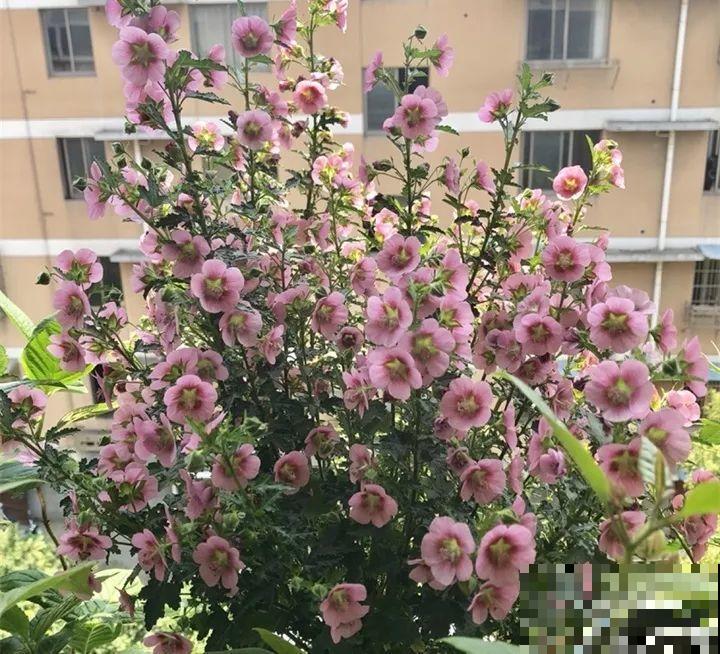 今年最时髦的11种花，摆在客厅有面子，谁见了都夸！