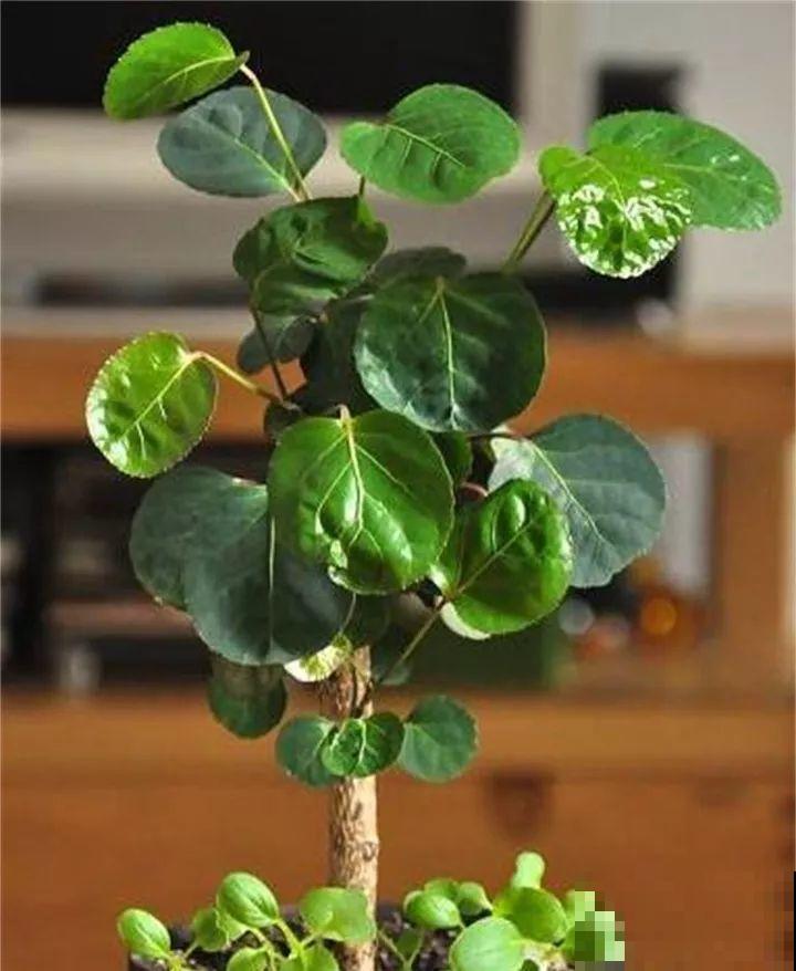 这花天生发财命，在家摆一盆，新的一年好运连连！