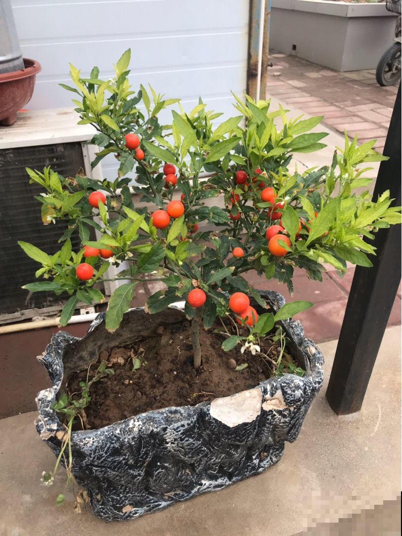 这花结出的果实像樱桃，实际上有毒，千万不要吃！