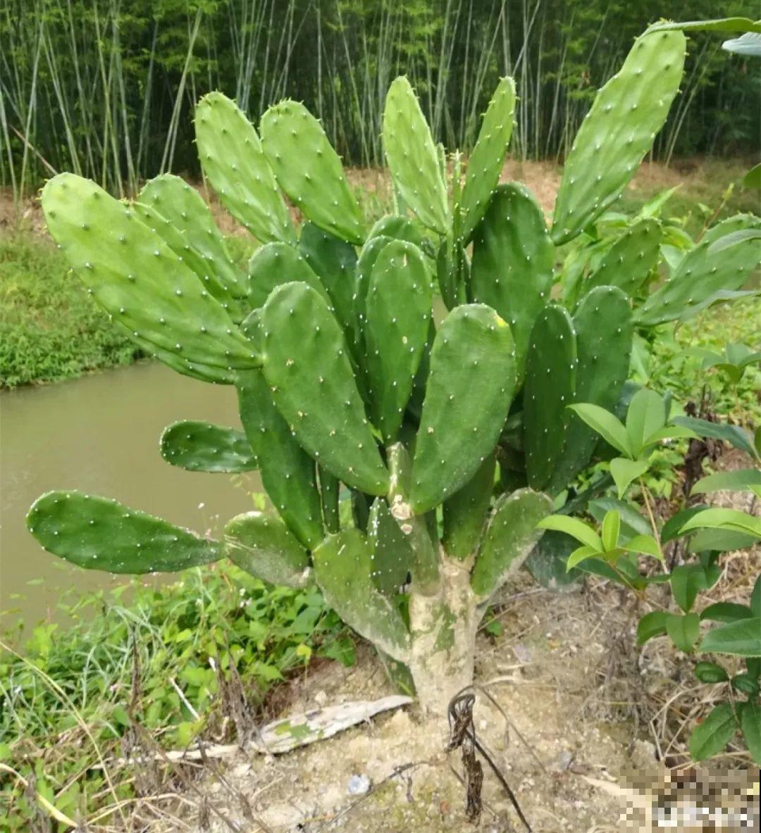 仙人掌的花样吃法，看着就眼馋，赶紧自己在家养一盆！