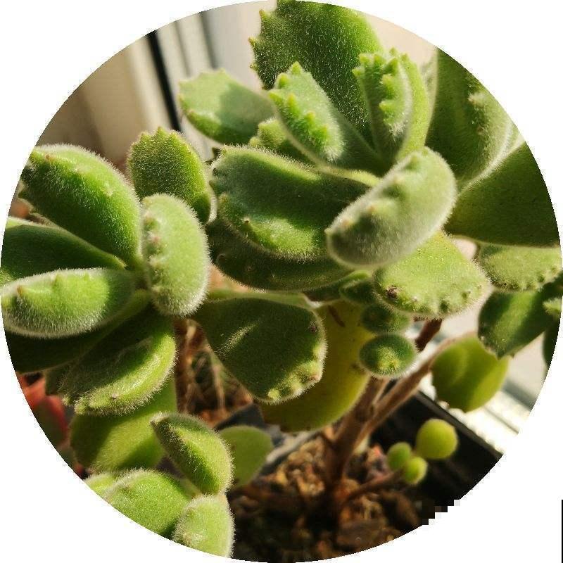 秋天过后多晒太阳，营养充足了，熊童子长得快