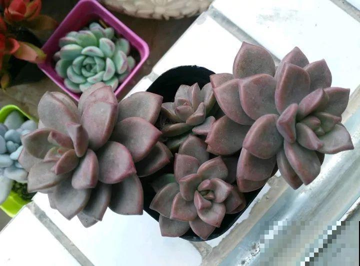 秋冬养了这种花，只要给它晒太阳，不用施肥都长胖！