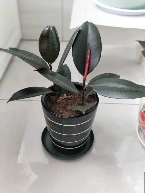 这花叶子变黄，从这3方面考虑，常年碧绿惹人爱！