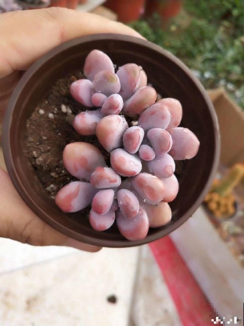这花真让人眼馋，邻居天天跑来要，烦都烦死了！