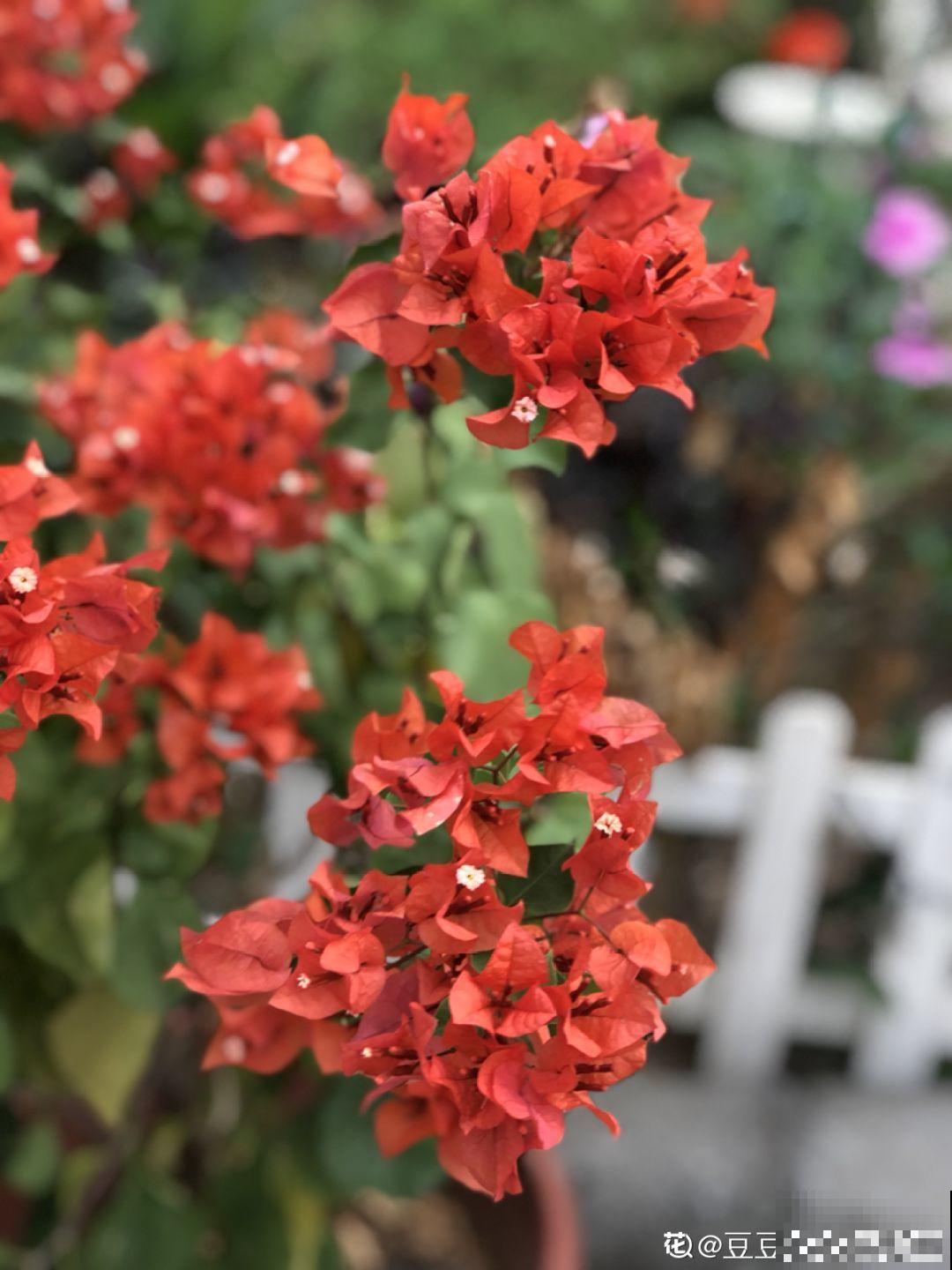 不同季节种不一样的花，这样的院子，才是我心中的世外桃源！