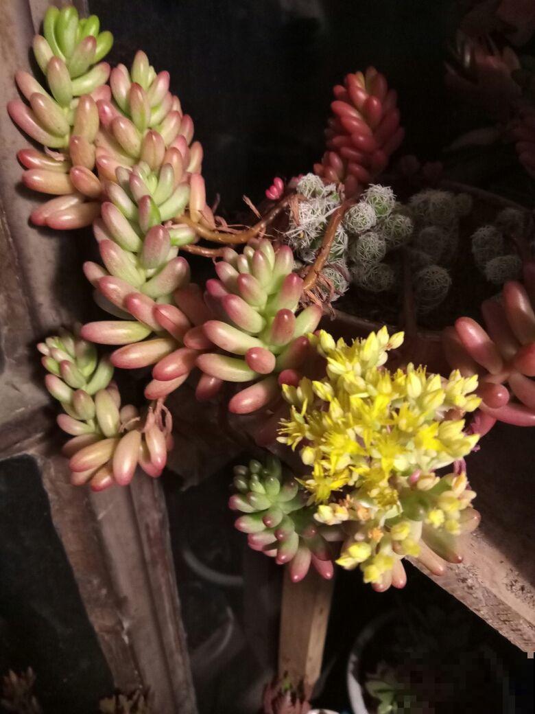 这花喜欢淋雨，越淋越好看，真奇怪