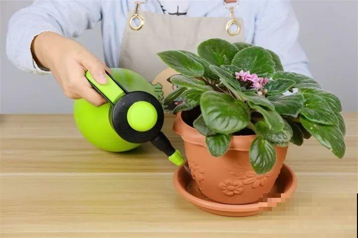 30种花冬天浇水技巧，根不烂，来年春天猛蹿新叶！