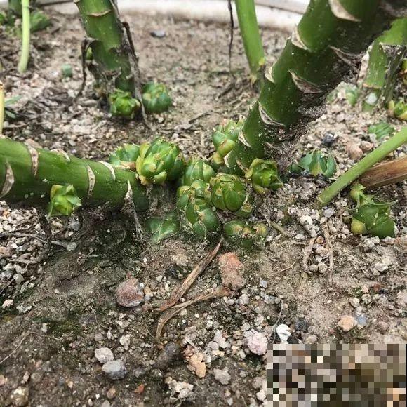 开败的百合这样一处理，能长一缸的小球，花盆都不够用！