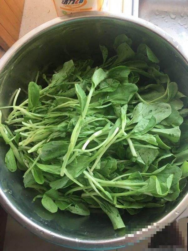 这种菜特耐寒，十月份之后还能种，一长就是一大盆！