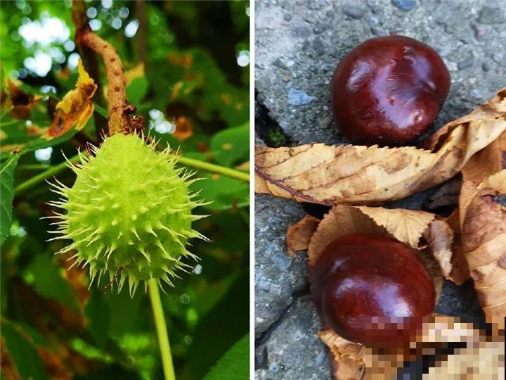 这15种花，别乱碰、别乱吃，家里能不养就不养！