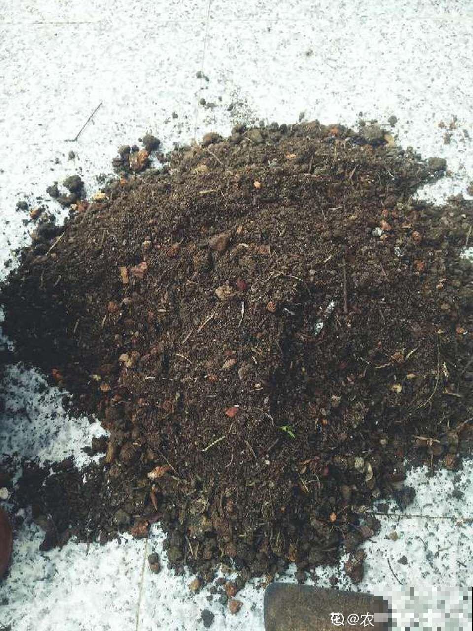 这花就得虐着养，套个袋子捂一捂，揭开立马冒花苞！