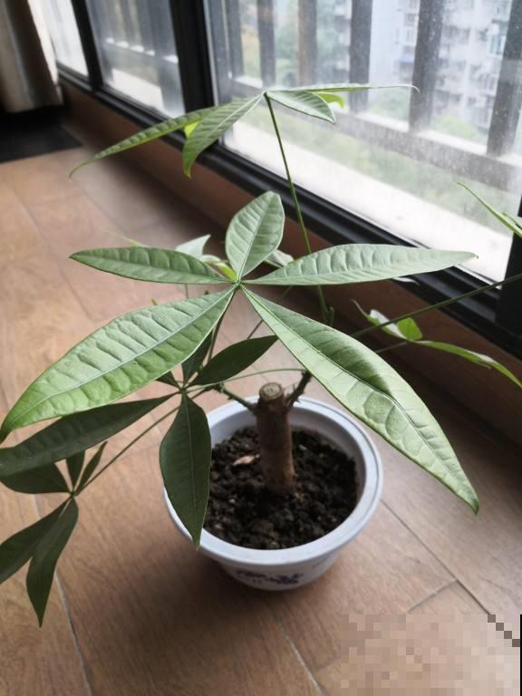 5种花，光听名字就想养一盆，尤其是最后一种！