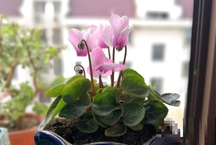 40种常见花，冬天就这么养，叶子绿油油照开不误！