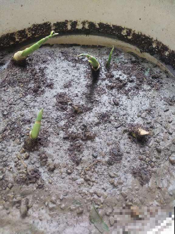 生姜太好养了，晒晒太阳就能长，姜芽突突冒