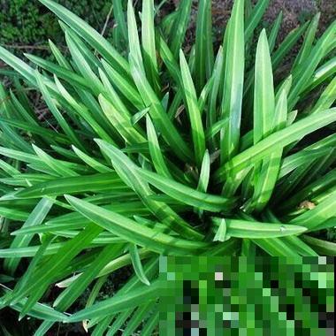 韭菜原来还有野生的？路边看见了别随便吃，不然有你后悔的！