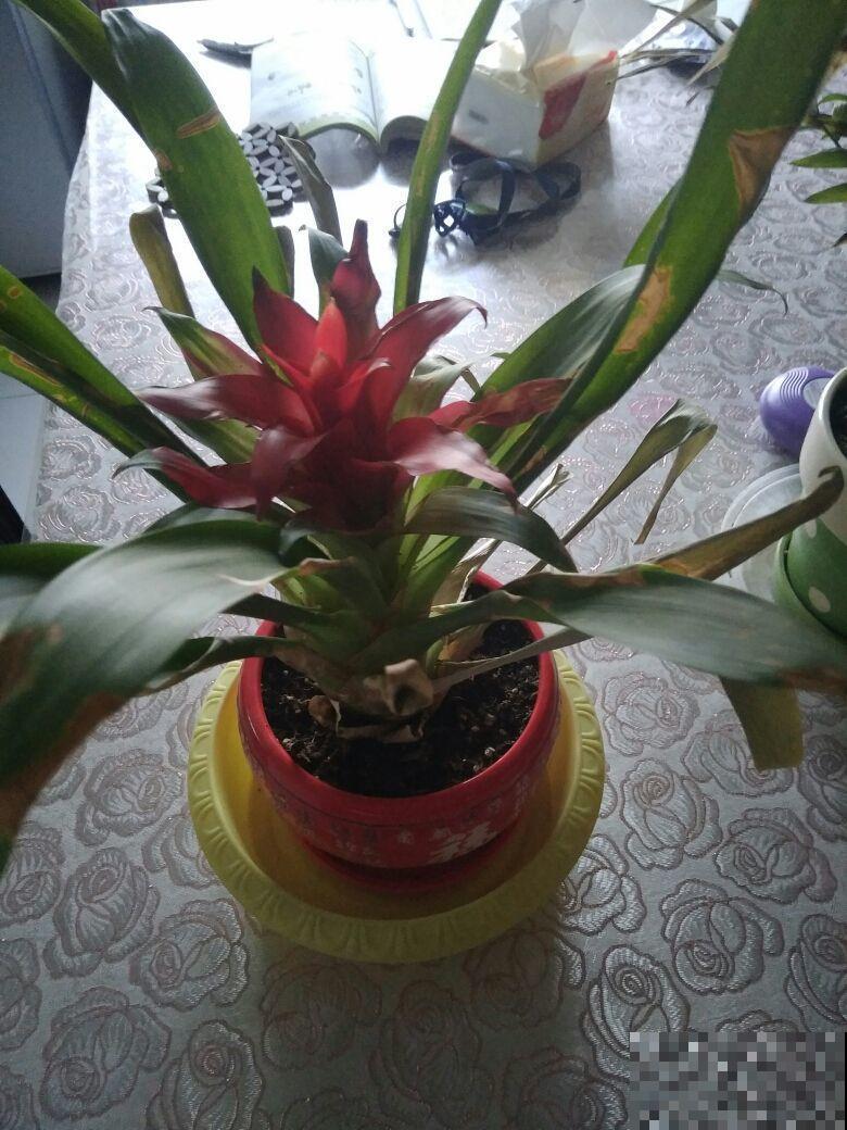 这花光听名字就很吉利，绿叶红花可喜庆了，适合养在家里！