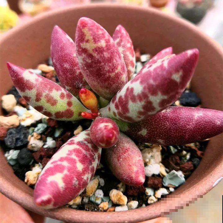秋冬养了这种花，只要给它晒太阳，不用施肥都长胖！
