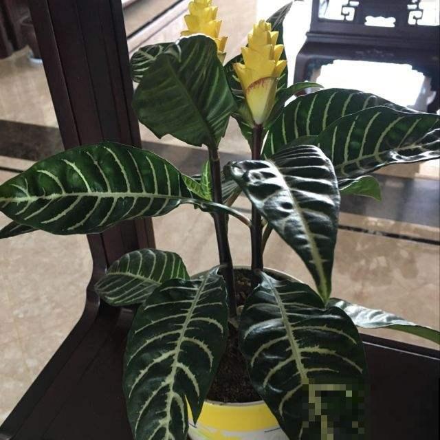 这种观叶盆栽你养过吗？叶子宽大油亮超好养，而且还能全年开花