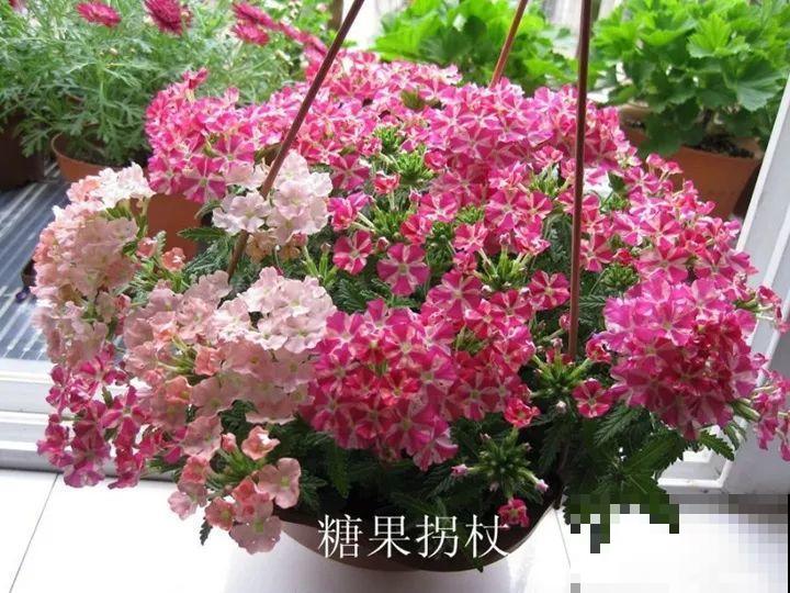 防盗窗养5盆花，开花多花期长，这小花园谁看了都羡慕！