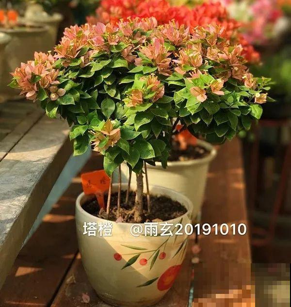 家里有三角梅的，露养断水2个月，安全越冬不用愁！