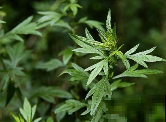 农村都拿艾草当宝，原来还有这3种效果，现在才知道也不迟！