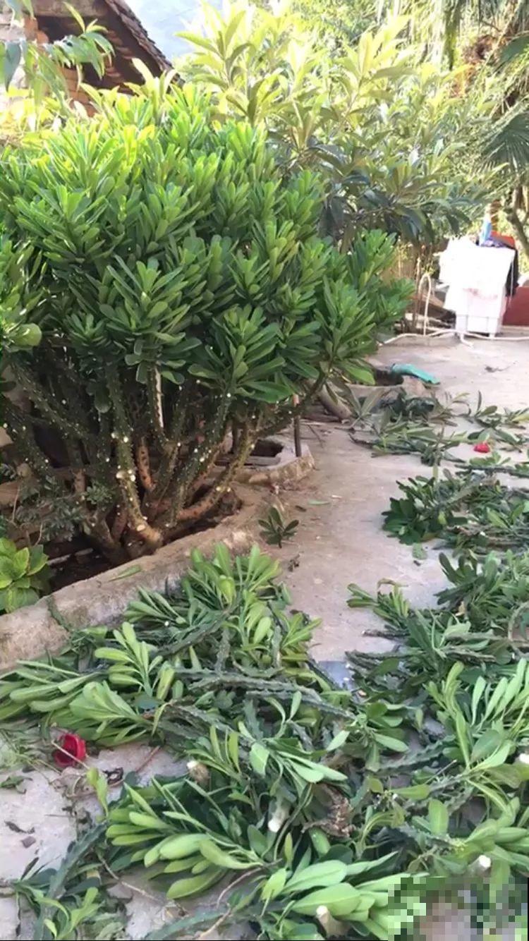 这8种花，养养就成巨无霸，3个大汉都搬不动！