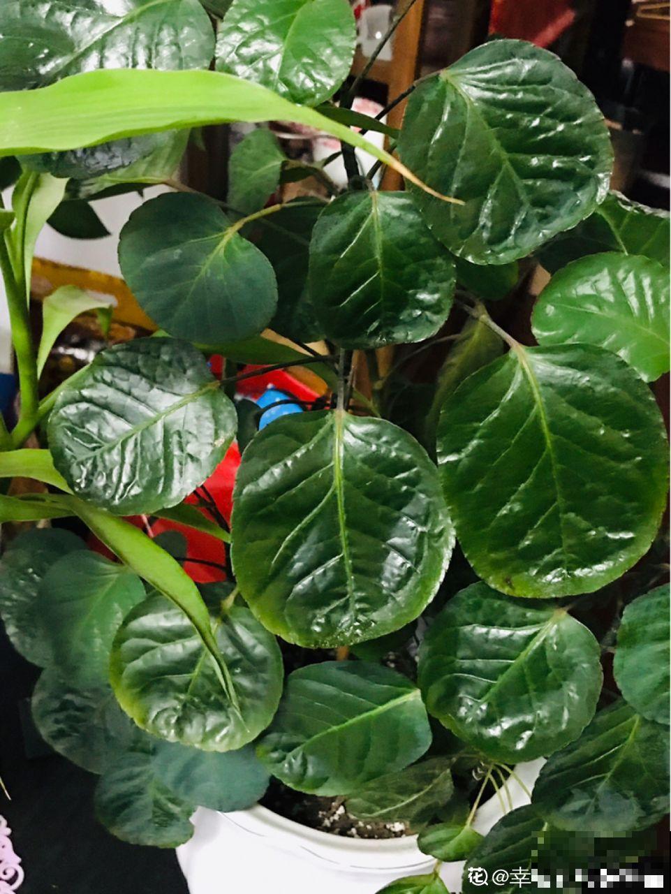 养的花还有这寓意？别说一盆，10盆都愿意养！