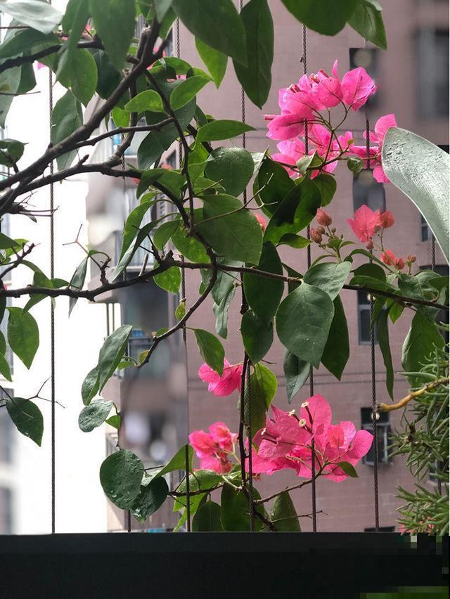 天气冷了，这3种花不要着急搬到室内，越冷长得越好