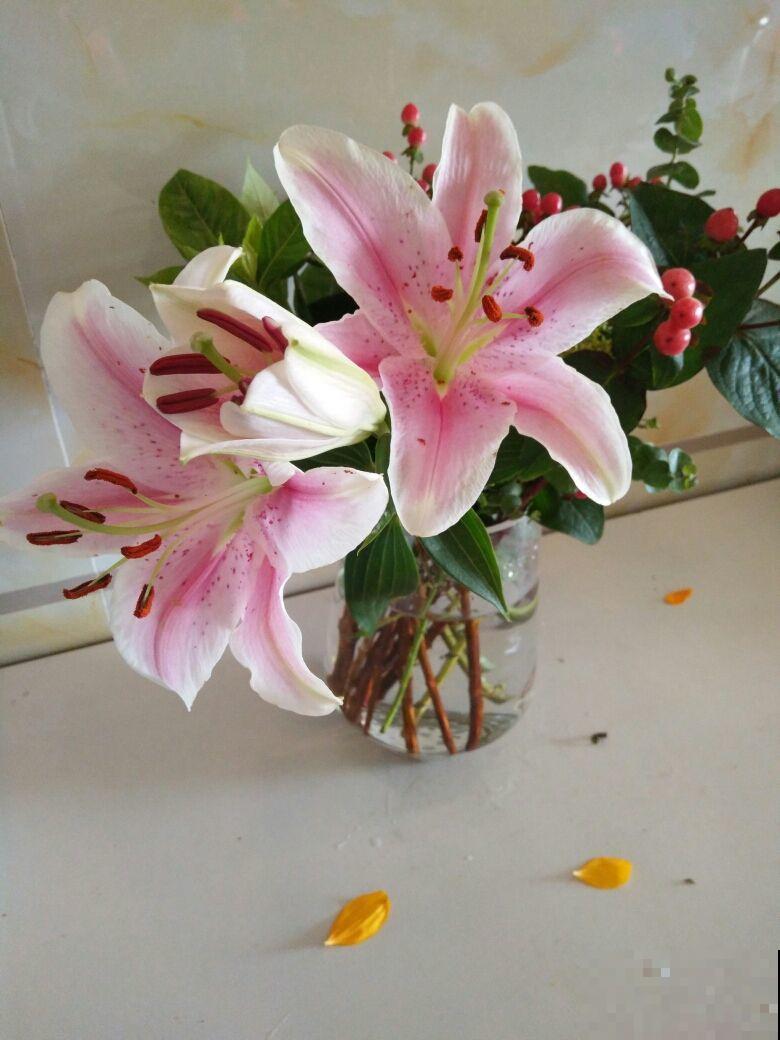这6种花泡茶喝，缓解干燥，养生美颜