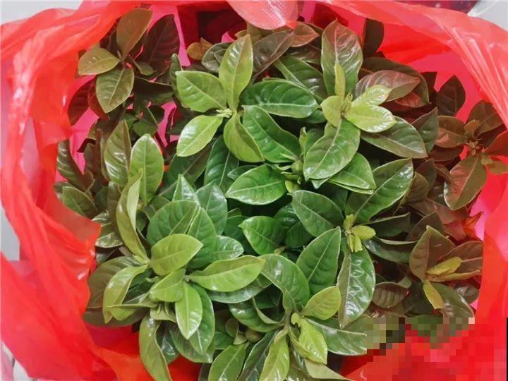 11月逛花市，这10种花还是别买了，养不活浪费钱！