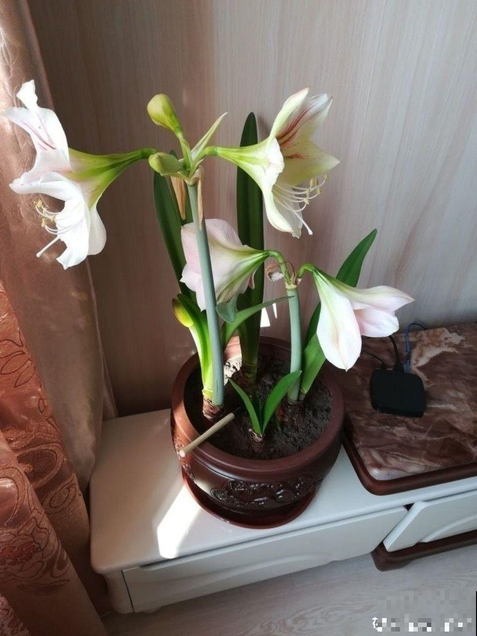 5种花别喷水，一喷叶子就发黄，小心3天掉成光杆！