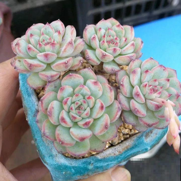 秋冬养了这种花，只要给它晒太阳，不用施肥都长胖！