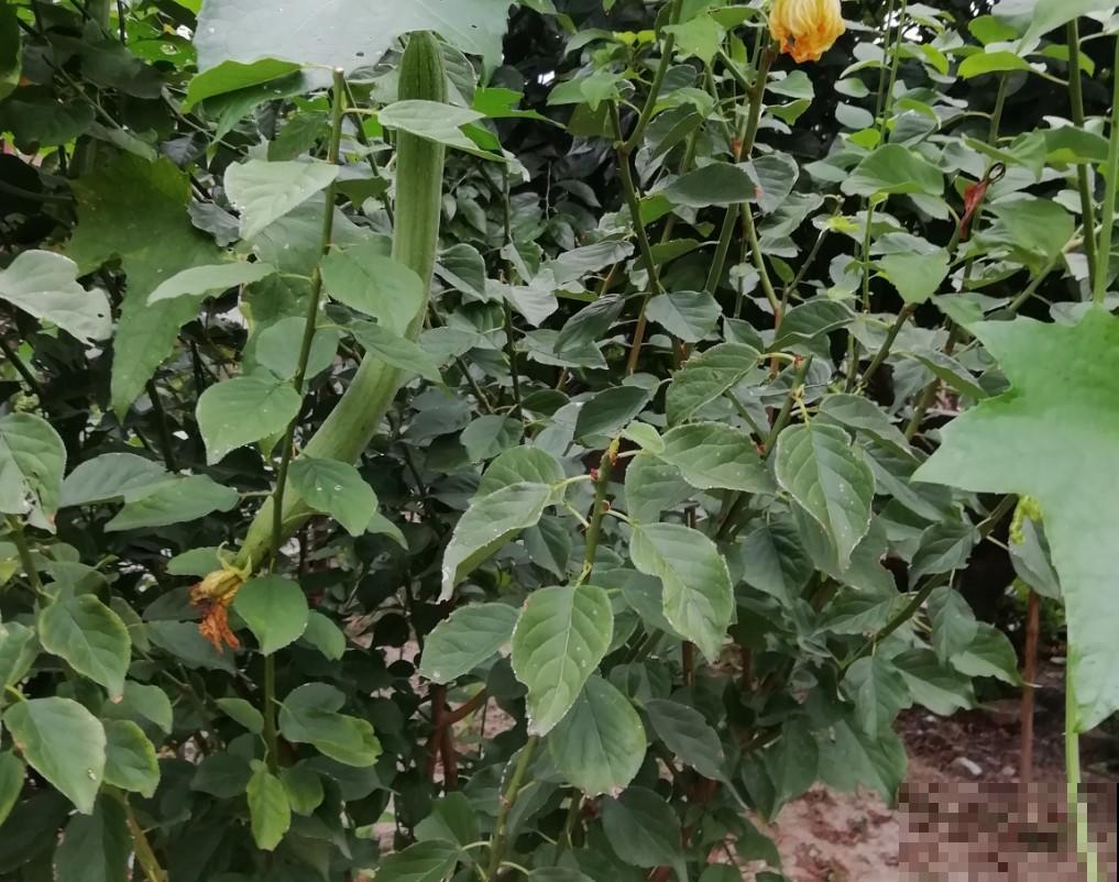 没有蔬菜吃，种点丝瓜，还能刷东西！