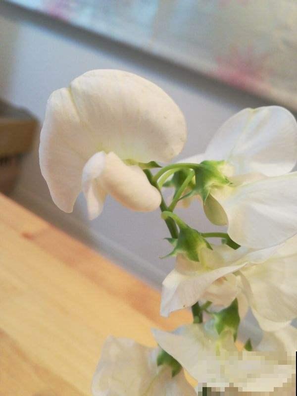 这花听起来像食物，其实不能吃，开出的花好惊艳