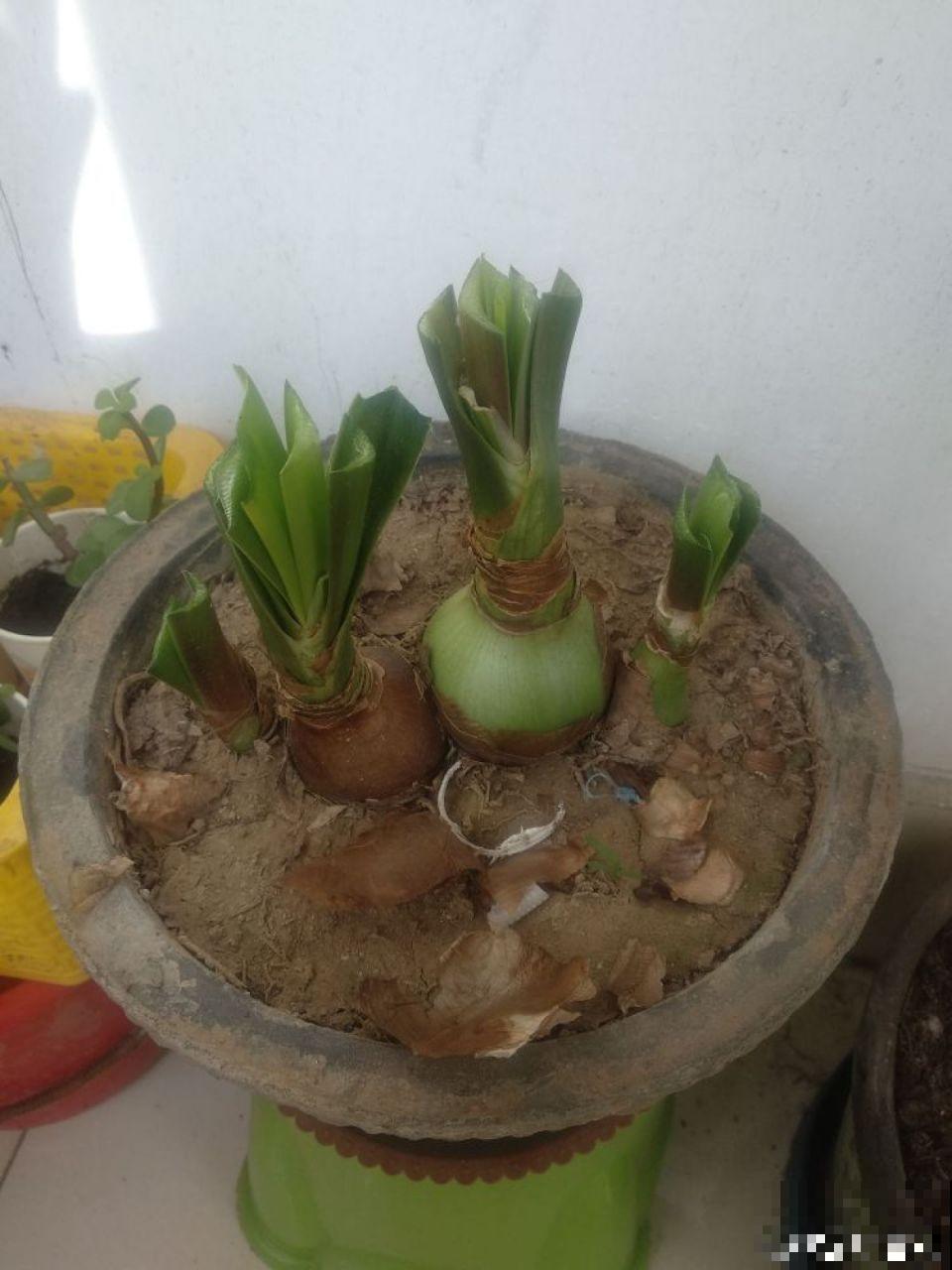 5种花别喷水，一喷叶子就发黄，小心3天掉成光杆！