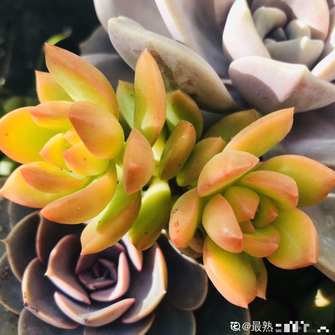 她在防盗窗养多肉，个个养出极品状态，看一眼出不来！