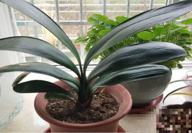 8种花秋冬要穷养，水一多就烂根，再不救只剩空盆！