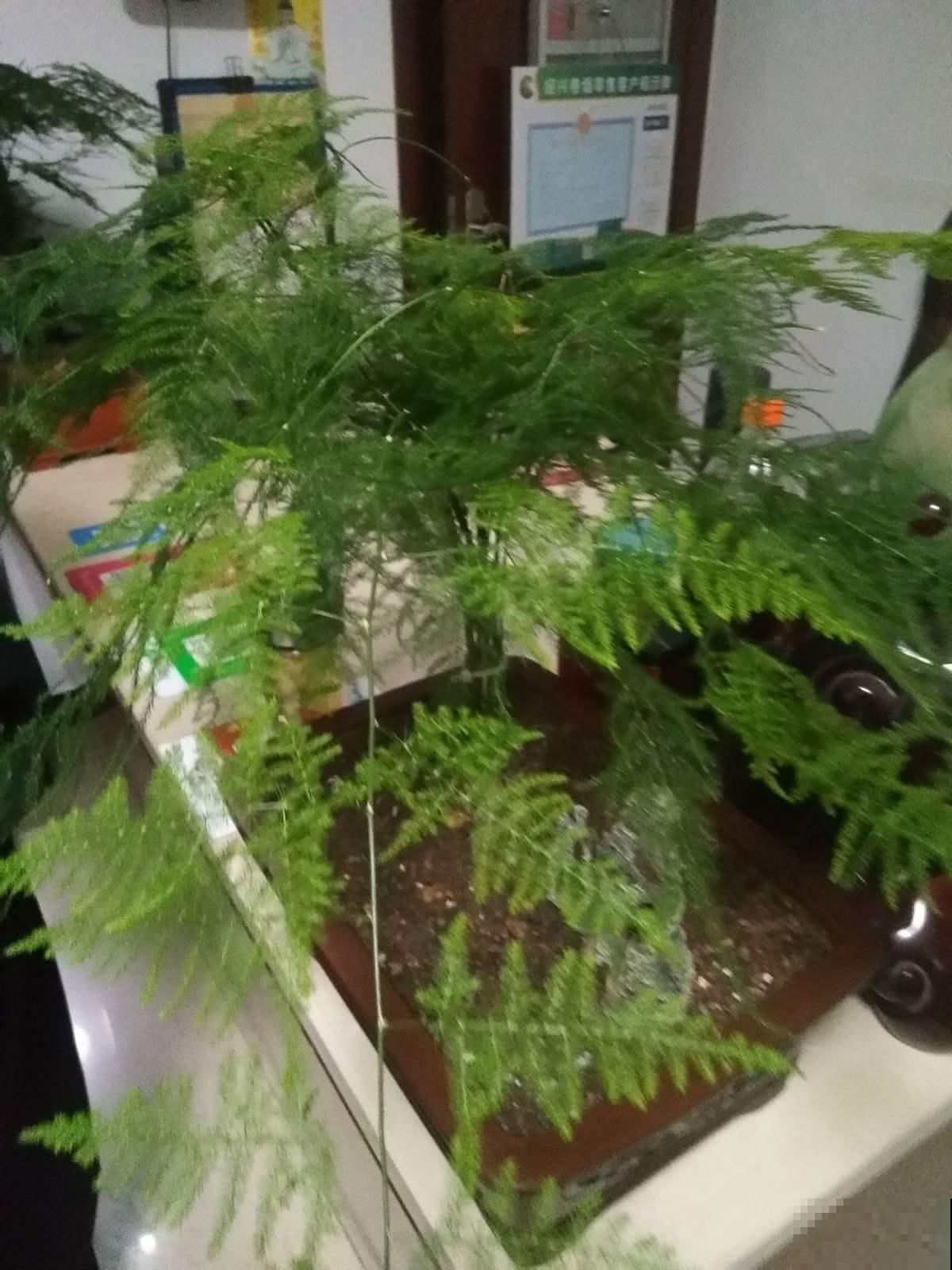 文竹徒成麻杆，是品种没选对，再也不用眼馋别人家的矮壮文竹了