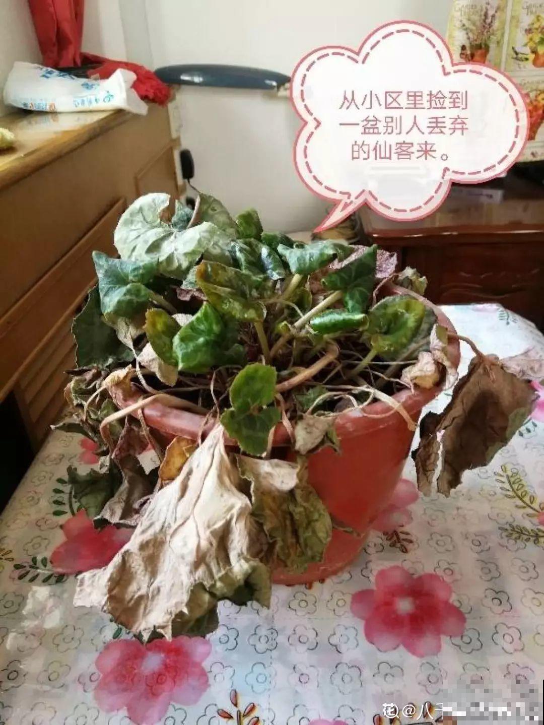 垃圾桶里捡到这3种花，剪一剪叶子就活，再也不用买花了！